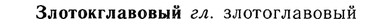 img/13/13-004_0009_Злотокглавовый.jpg